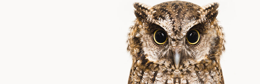 Hoe krijgen we meer wijze mensen?